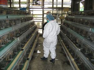 Inspection of chicken farms